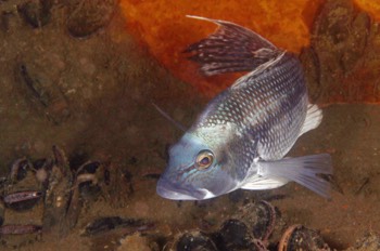 Black Sea Bass