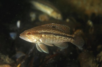 Black Sea Bass (juvenile)