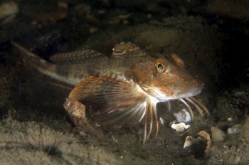 Northern Searobin