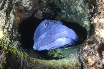 Ocean Pout