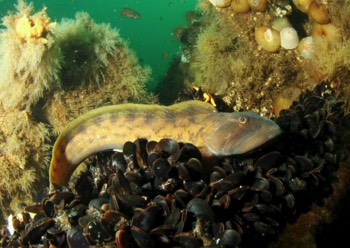 Ocean Pout