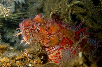 Sea Raven