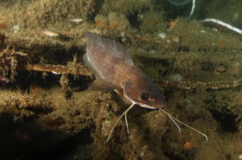 Red Hake