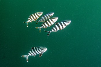 Banded Rudderfish