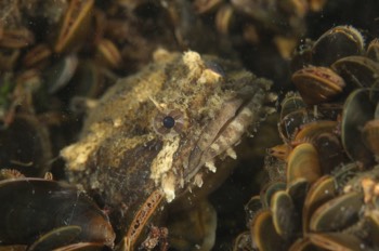 Oyster Toadfish (juvenile)
