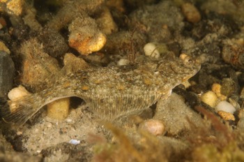 Juvenile Flounder
