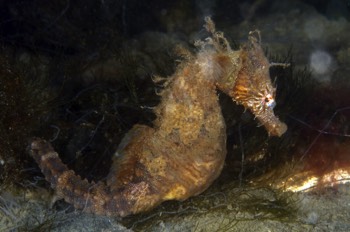Lined Seahorse