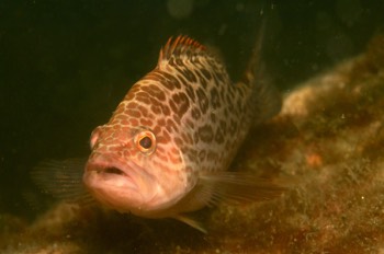 Scamp Grouper