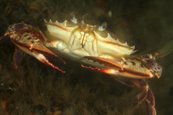 Ocellate Lady Crab