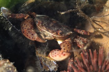 Juvenile Crab