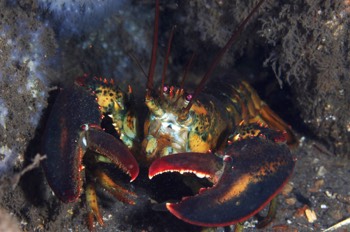 American Lobster