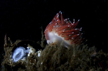 Pellucid Aeolis (Nudibranch)