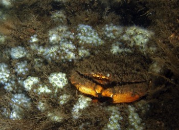 Jonah Crab