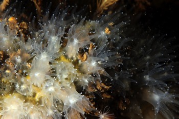 Northern Star Coral