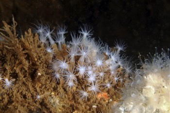 Lined Anemone