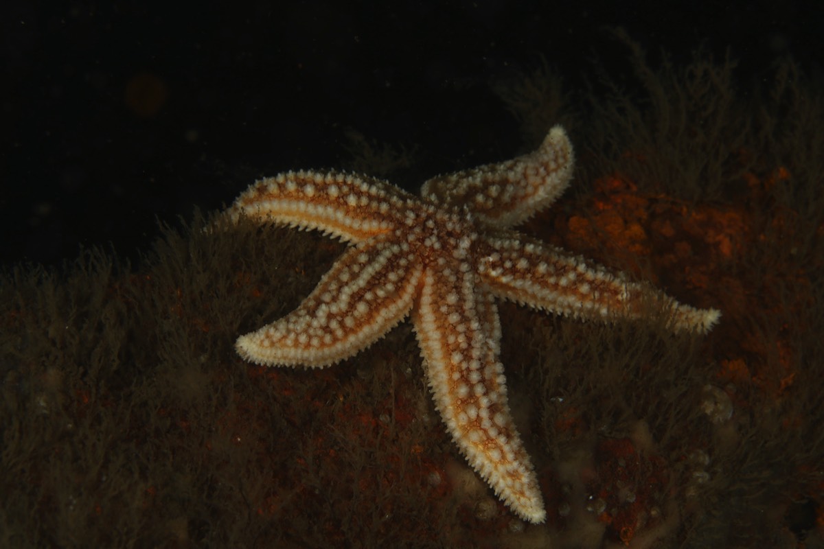 Stacks Image 187